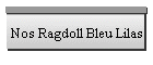 Nos Ragdoll Bleu